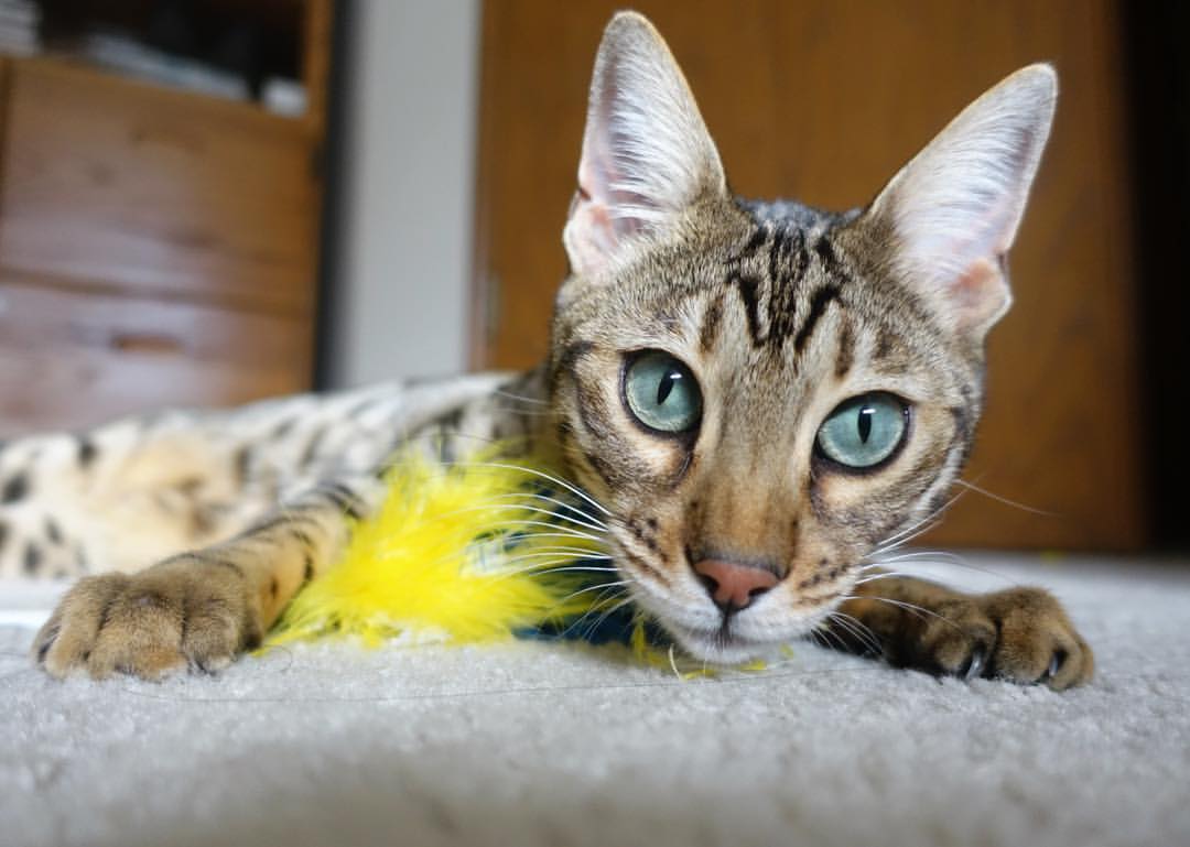 镜中对决,当布克在平行球场投出命运绝杀