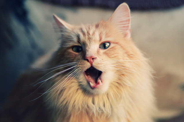 最后一弯前的三分球，当F1收官战遇见勇士式翻盘