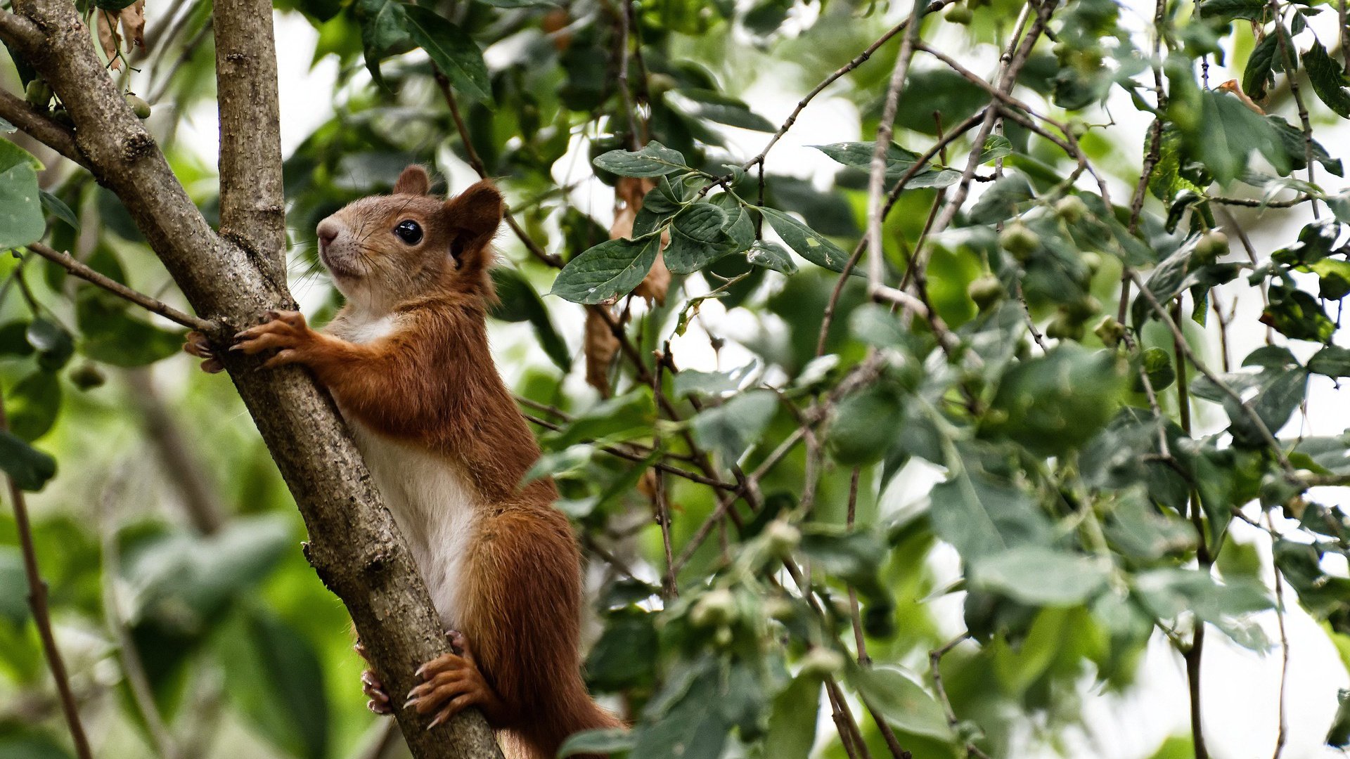 爱游戏官方入口-惊天逆转！巴拉圭绝地反击击败中国，卡马文加状态火热成关键先生