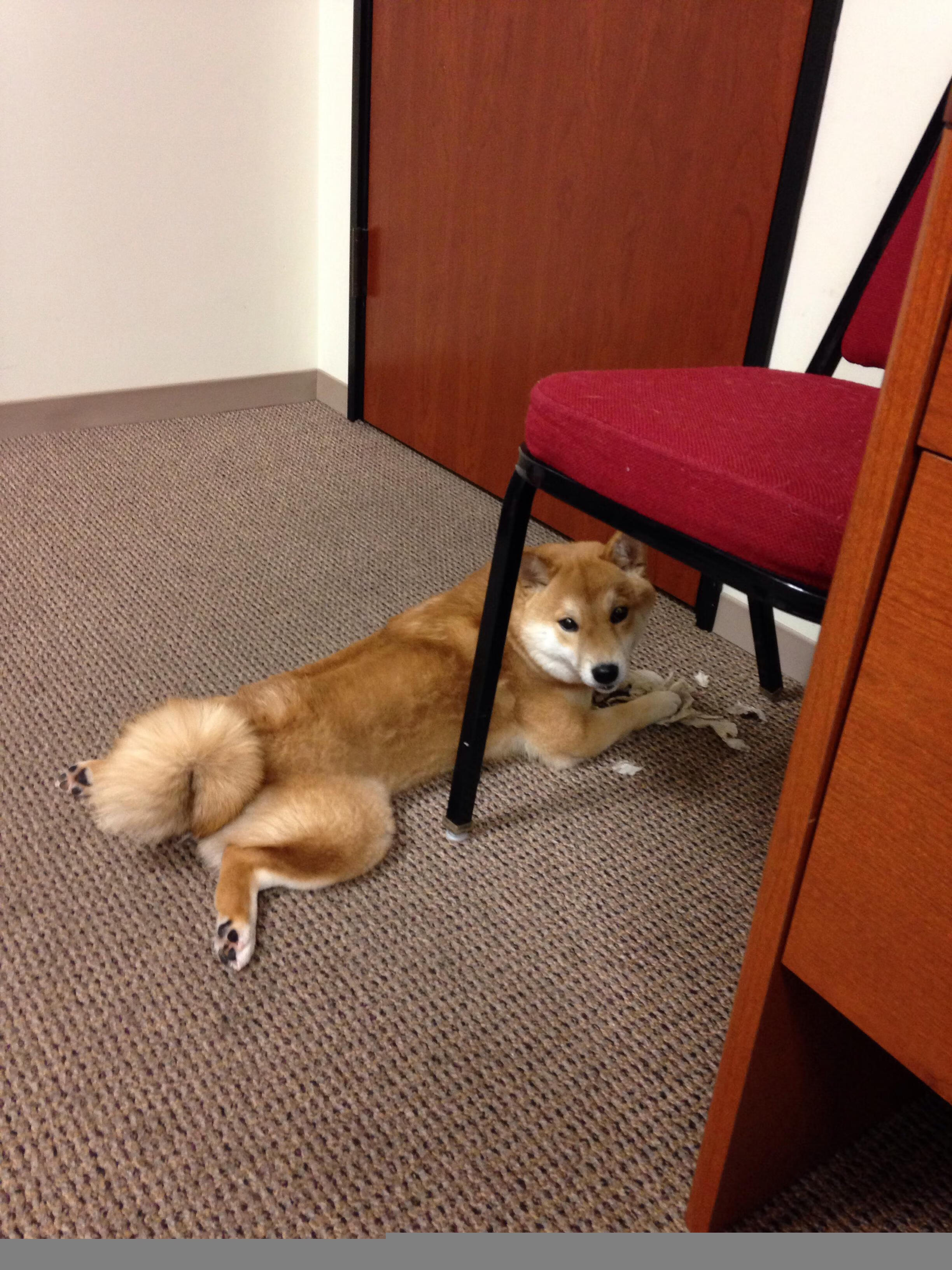 雪橇滑过险峰,德里赫特之夜与奥运周期的唯一性回响