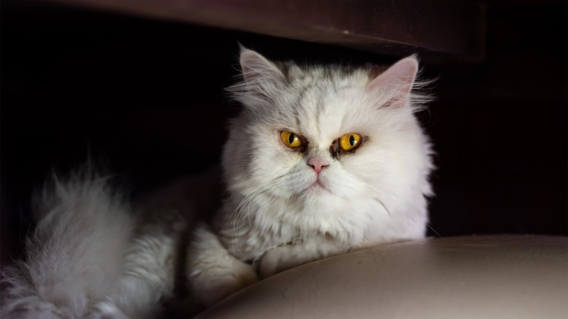 金靴的轨迹，卡拉斯科在德甲争冠夜的惊世划线