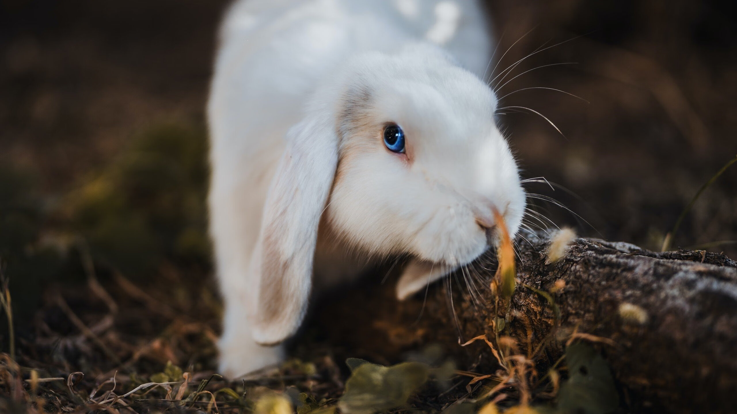 草根英雄与孤独核心，活塞的团队火焰如何淬炼太阳的巨星光芒