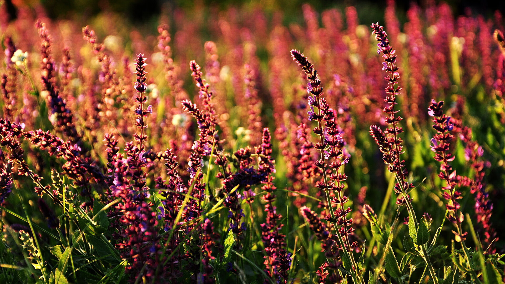 跨界对决，在篮球圣殿中闪耀的足球之光—奥斯梅恩用实力为自己加冕