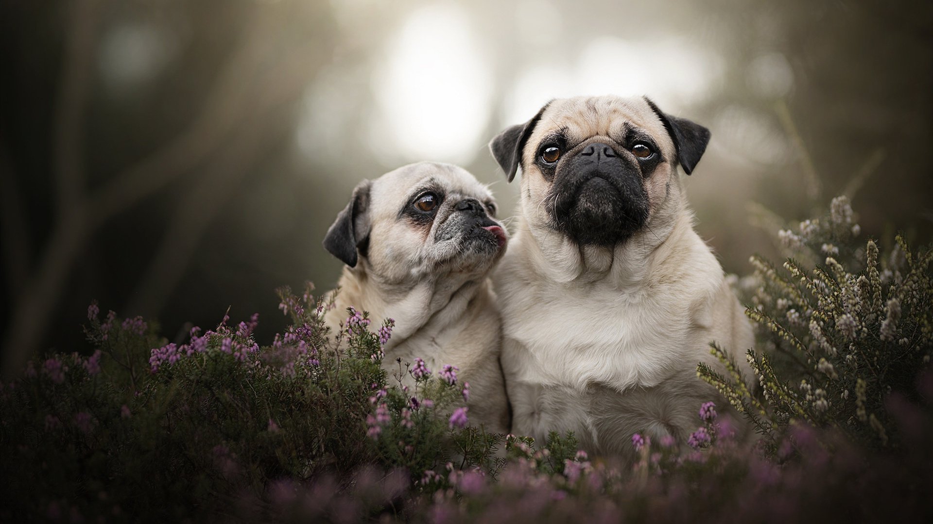 爱游戏在线-戈贝尔之夜，在寂静处响起惊雷