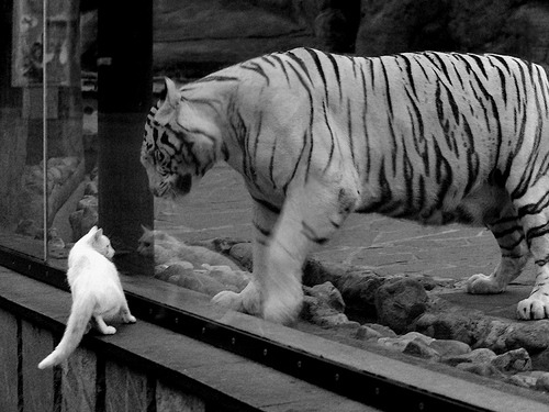 爱游戏在线-当德罗赞空降辽宁队，一场跨界篮球缘分的降维打击