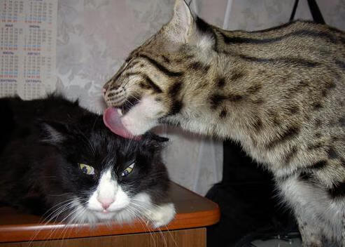 卡马文加，德甲争冠夜的封王时刻