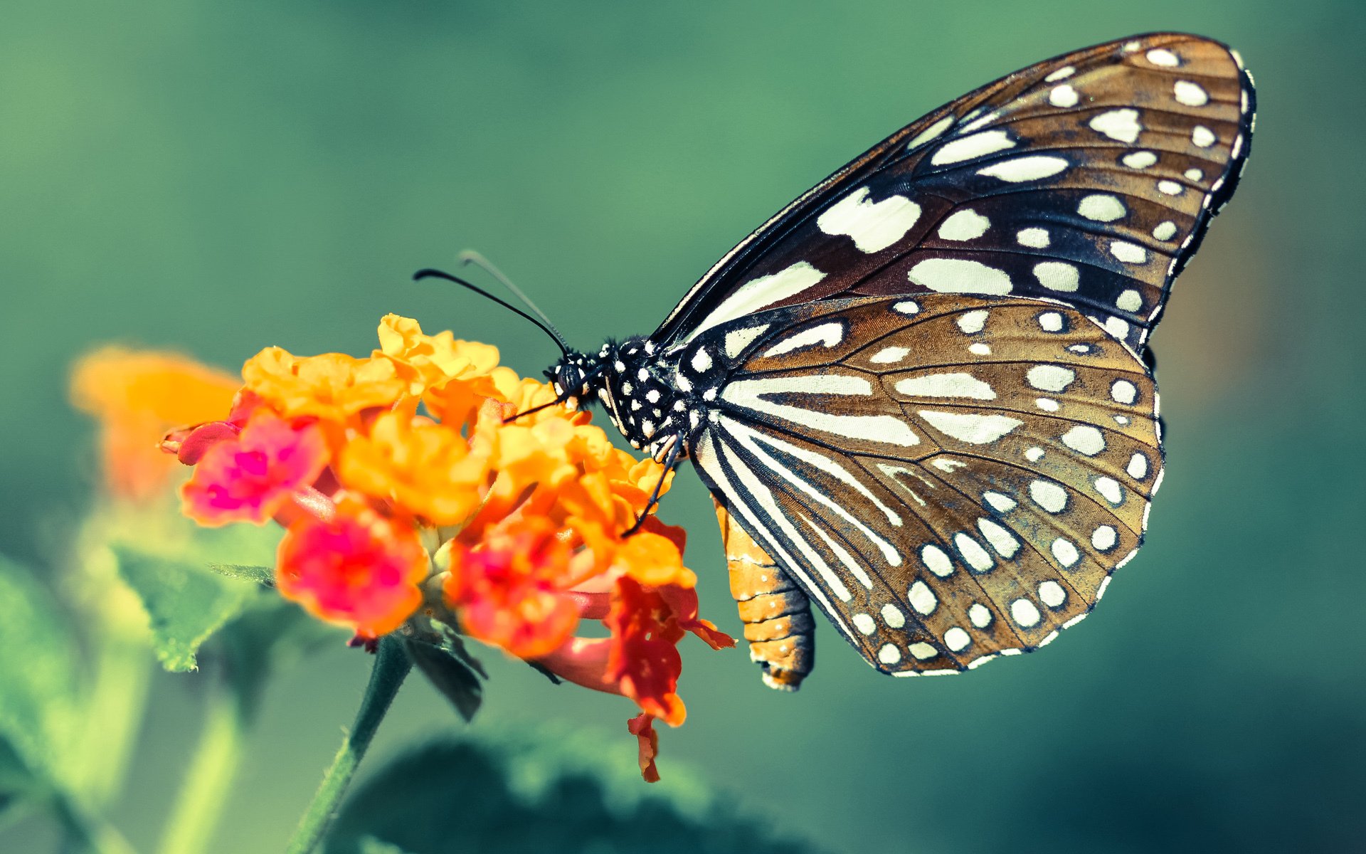 寒夜中的火焰，莫兰特闪耀76人生死战取胜雷霆