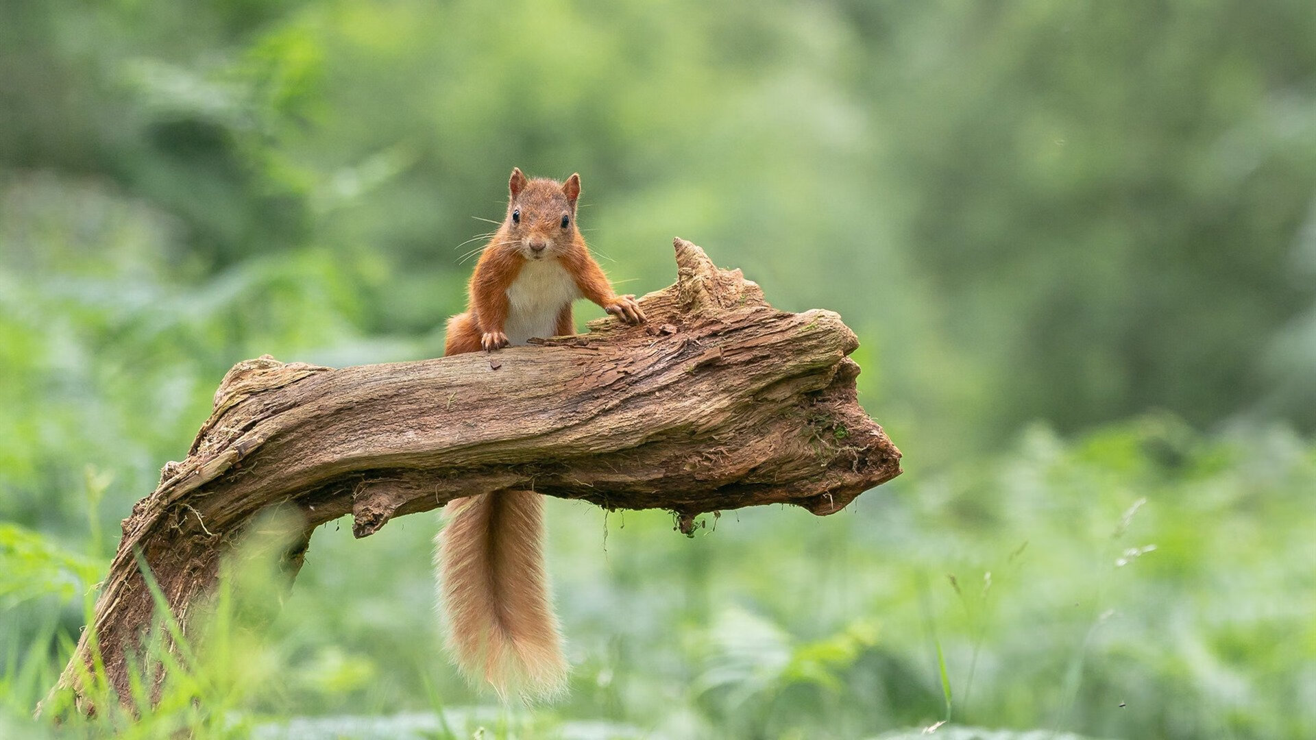 东决关键战焦点，土耳其踏平日本，晋级之路再进一步