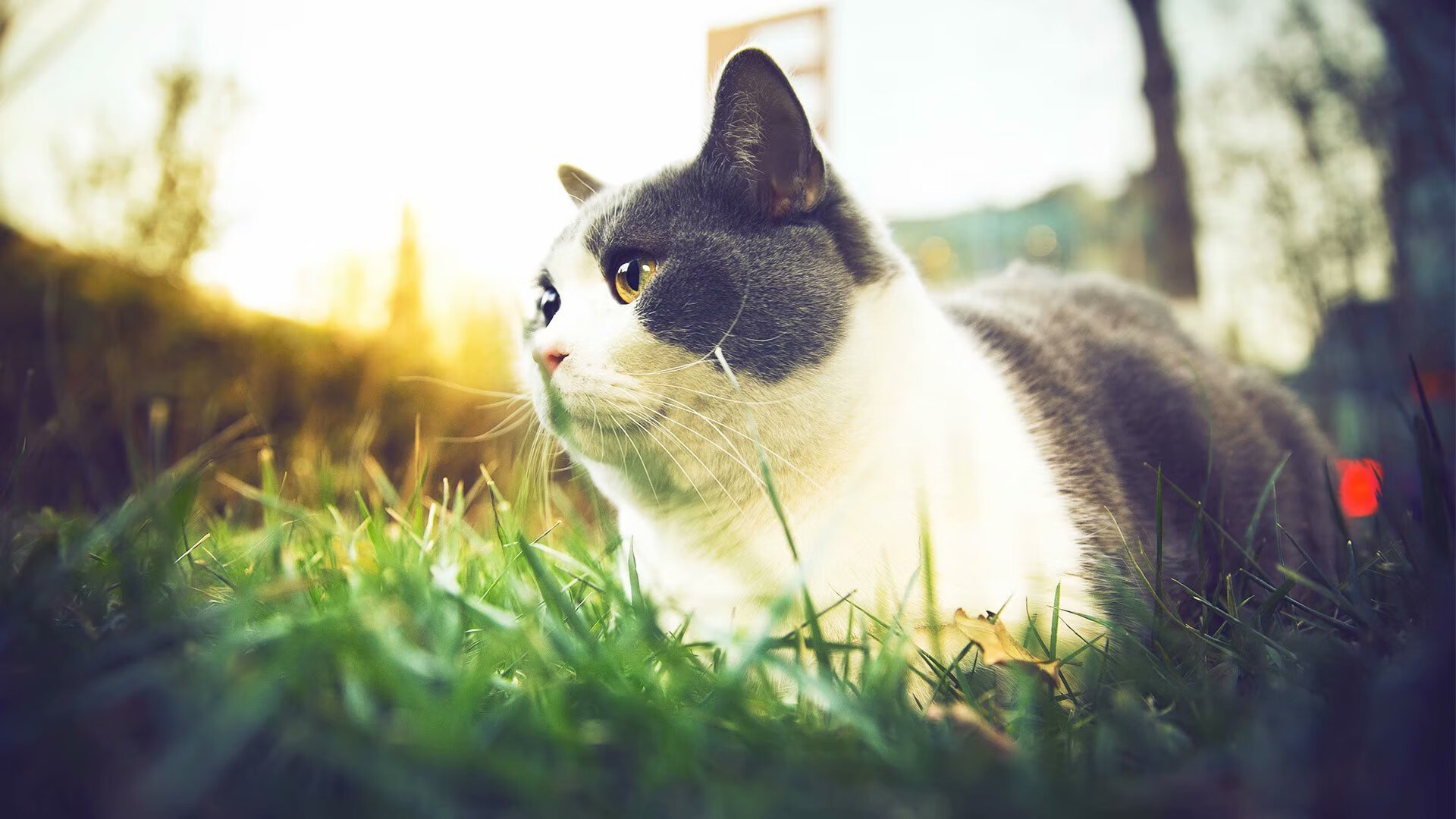 利刃难破铁壁，当英格拉姆的极致天赋撞上北京队的钢铁长城