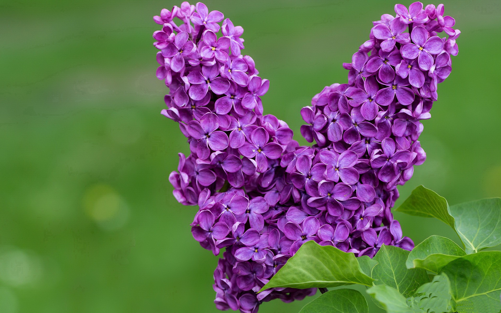 爱游戏体育-封锁与钥匙，当红魔防线遭遇袋鼠军团，罗德里戈的一击破局